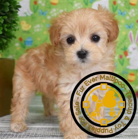 Maltipoo adoption near me - If you’re looking for a Maltipoo puppy for sale in 2023, there’s no better place than Preferale Pups. You’ll find thousands of Maltipoo breeders with puppies listed on sites like Dogster, Petfinder, and even Craigslist, but they are filled with puppy mills. With Preferable Pups, you are only purchasing the happiest and healthy Maltipoo ...